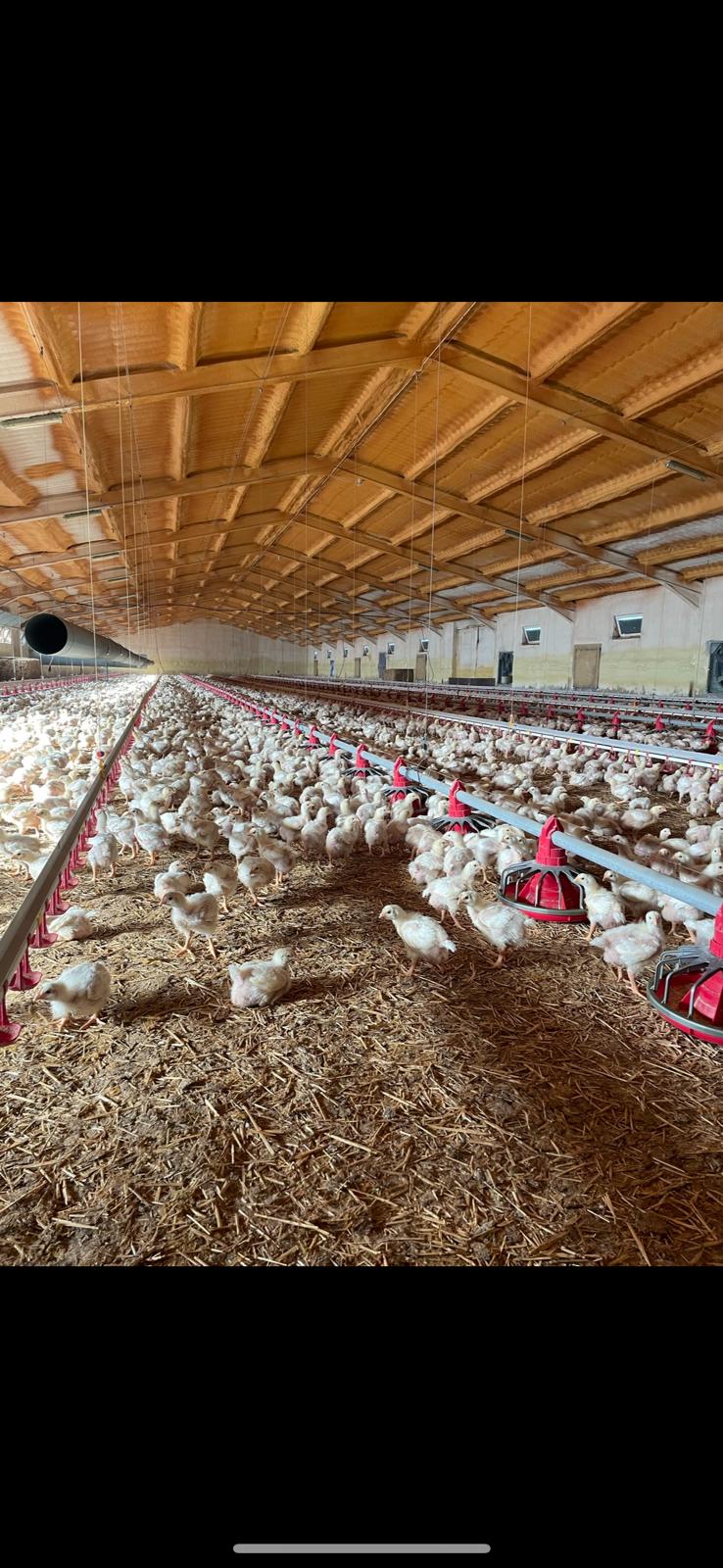 foto interor granja avicola
